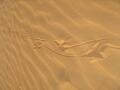 Trace de lézard, Hombori, Mali, Afrique