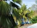 Coconuts in CCAS EDF Vetiver, Case-Pilote, Martynika, Ameryka