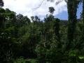 In the jungle near of Anse Couleuvre, Le Prêcheur, Martynika, Ameryka