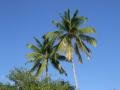 Coconuts in Anse Dufour, Les Anses-d'Arlet, Martynika, Ameryka