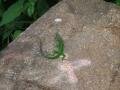 A Lizard, Fonds-Saint-Denis, Martynika, Ameryka