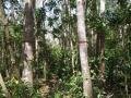 Manchineel tree, Presque-isle of the Caravelle, Martynika, Ameryka