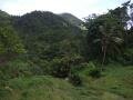 Attila forest, Le Morne-Vert, Martynika, Ameryka