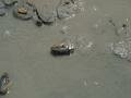 Crabs in the pond of Salines, Sainte-Anne, Martynika, Ameryka