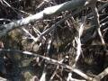 Mangrove, Presque-isle of the Caravelle, Martynika, Ameryka