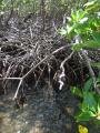Wonderful view on mangrove, Presque-isle of the Caravelle, Martynika, Ameryka