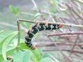 Rasta caterpillar, Case-Pilote, Martynika, Ameryka