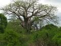 A baobab