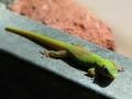 A Gold dust day gecko