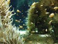 clown anemone fish