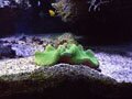 Sponge