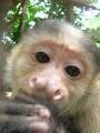 Photo 8398: Zoo El Nispero : singe