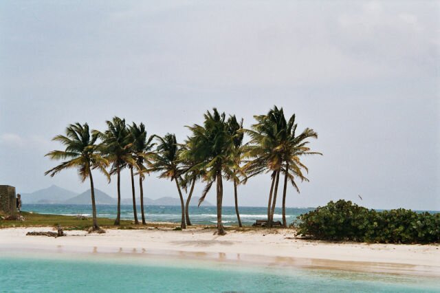 Слика 2708: Coconuts