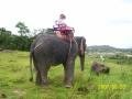 Ride with elephant, Phuket, Тајланд, Азија